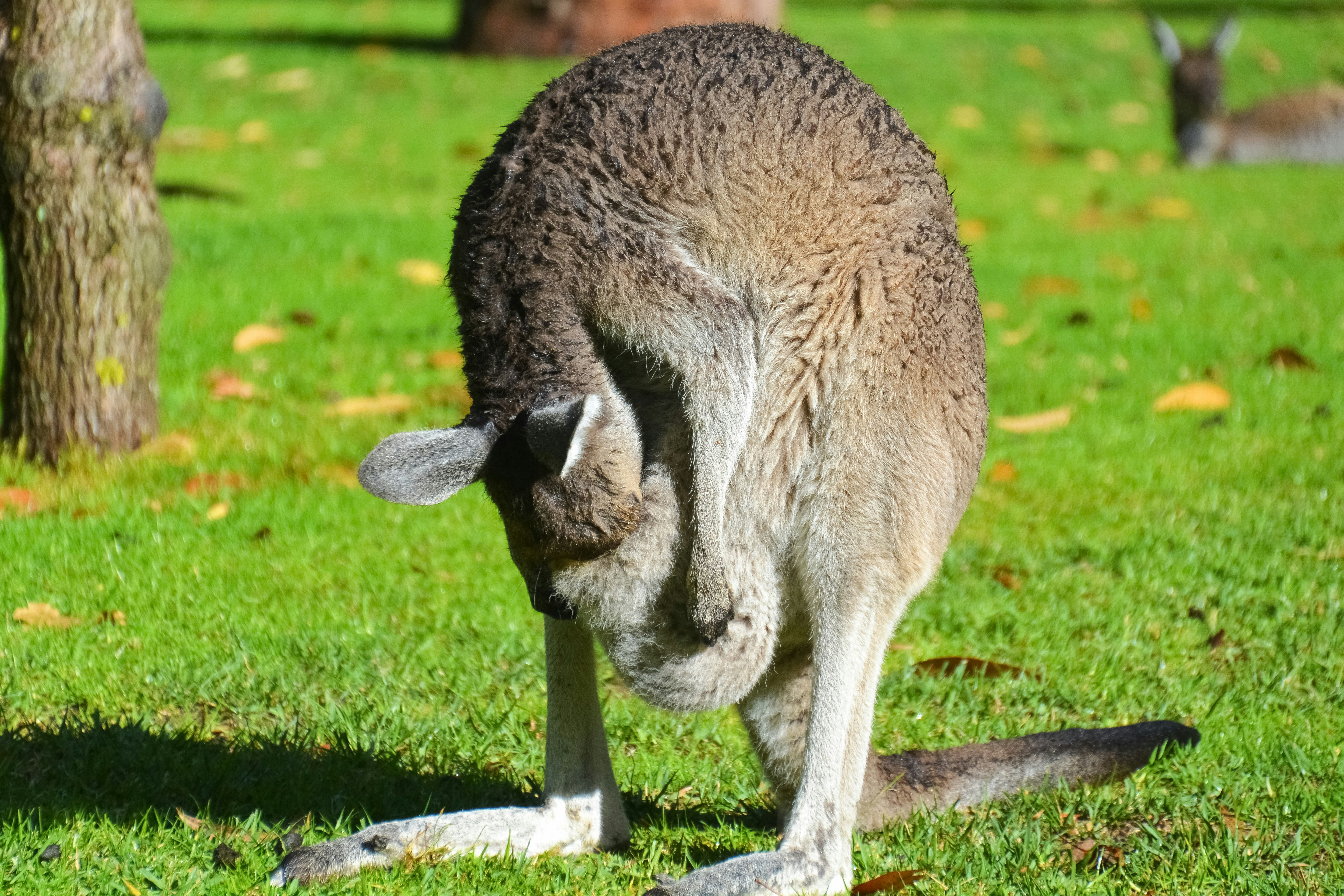 brown kangaroo on green grass field during daytime